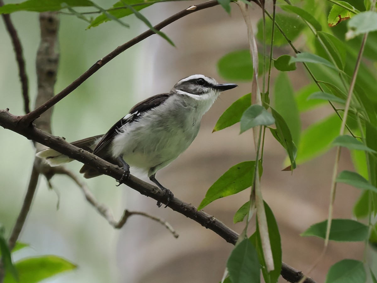 White-browed Robin - Len and Chris Ezzy