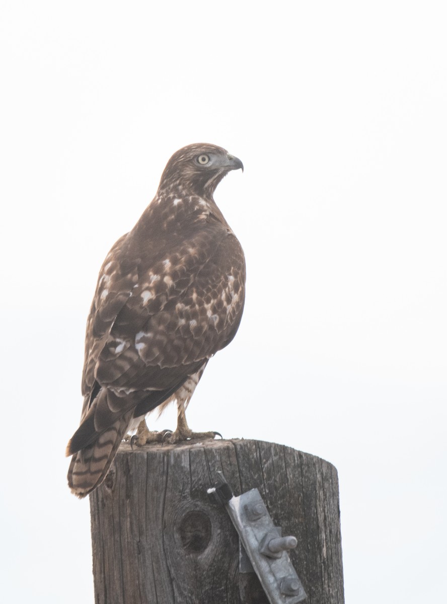 Red-tailed Hawk (calurus/alascensis) - Esther Sumner