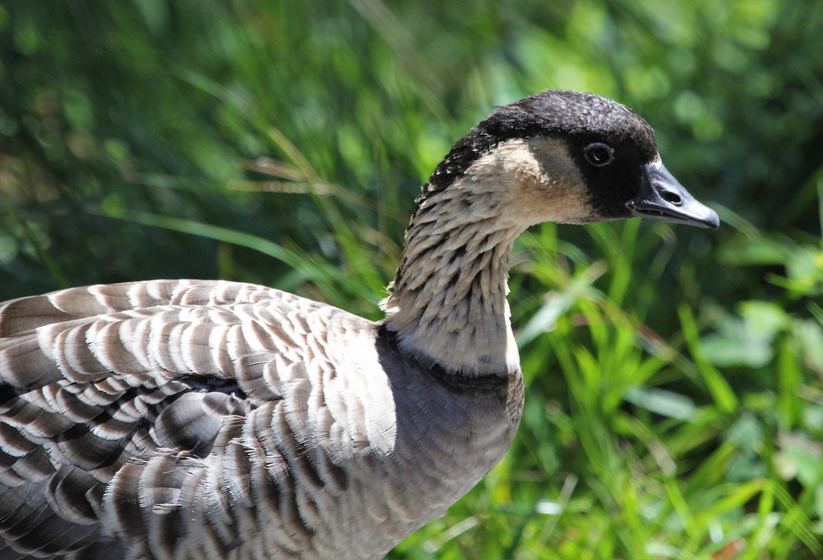 Hawaiian Goose - ML613114260