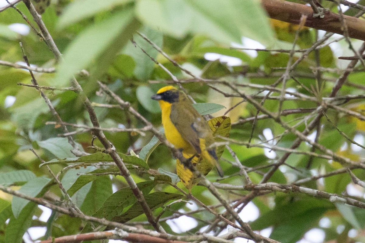 ハシブトスミレフウキンチョウ（laniirostris グループ） - ML613114298