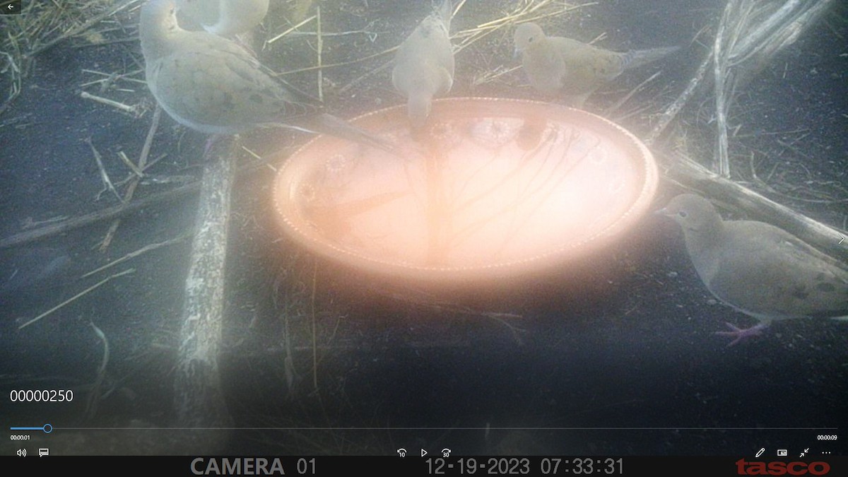 Mourning Dove - ML613114345
