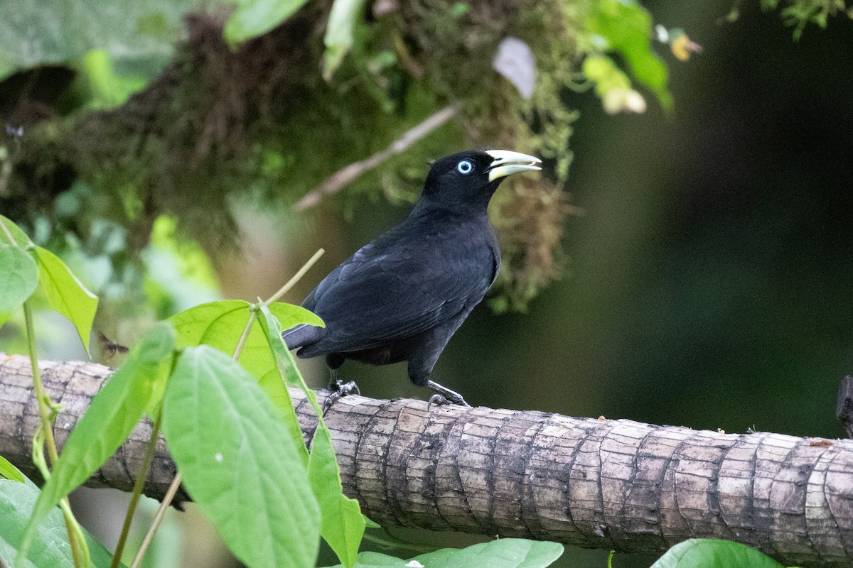 Scarlet-rumped Cacique (Pacific) - ML613114386