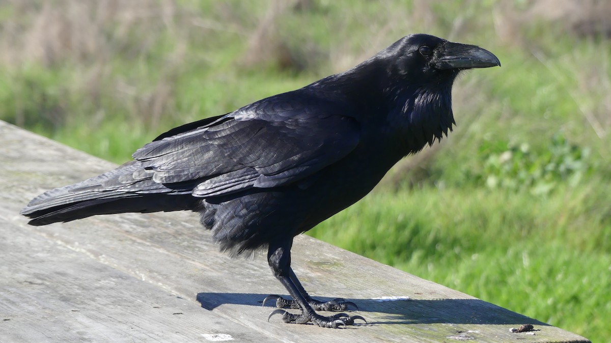 Common Raven - ML613114392
