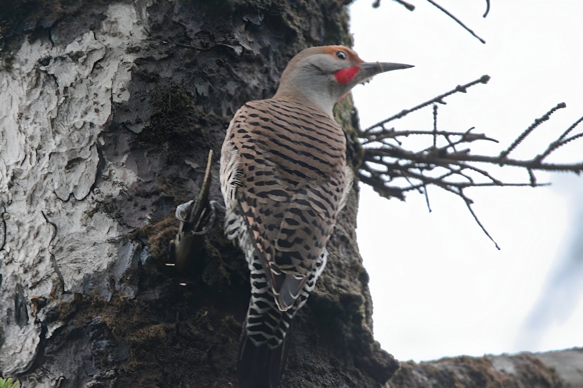 Northern Flicker - ML613114415