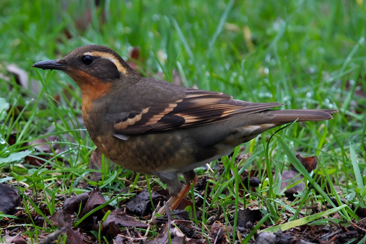 Varied Thrush - ML613114419