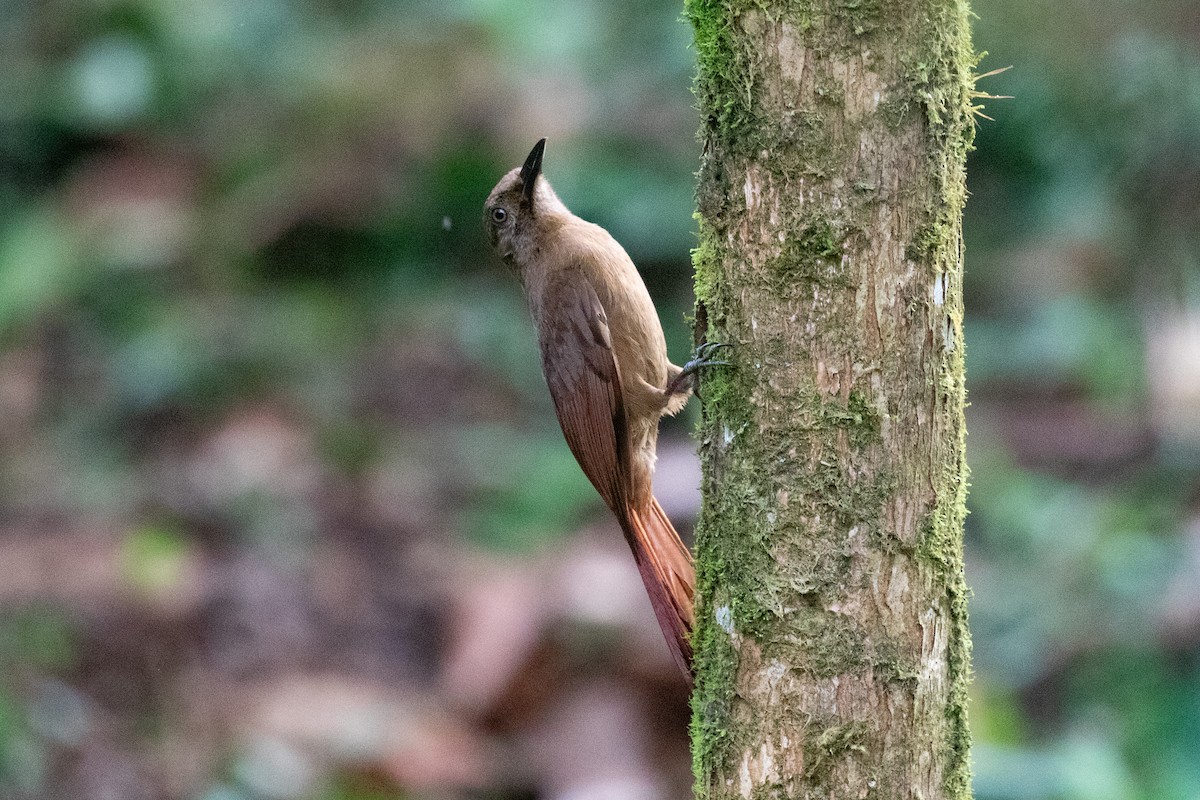 Plain-brown Woodcreeper (Plain-brown) - ML613114420