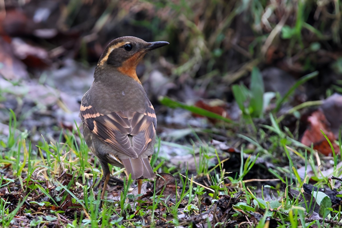 Varied Thrush - ML613114421