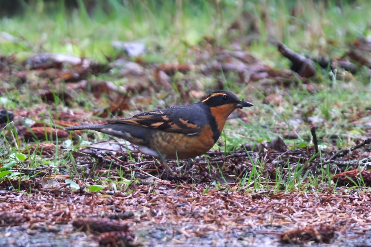 Varied Thrush - Hannah Cox