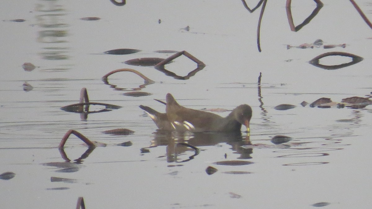 Eurasian Moorhen - ML613114444