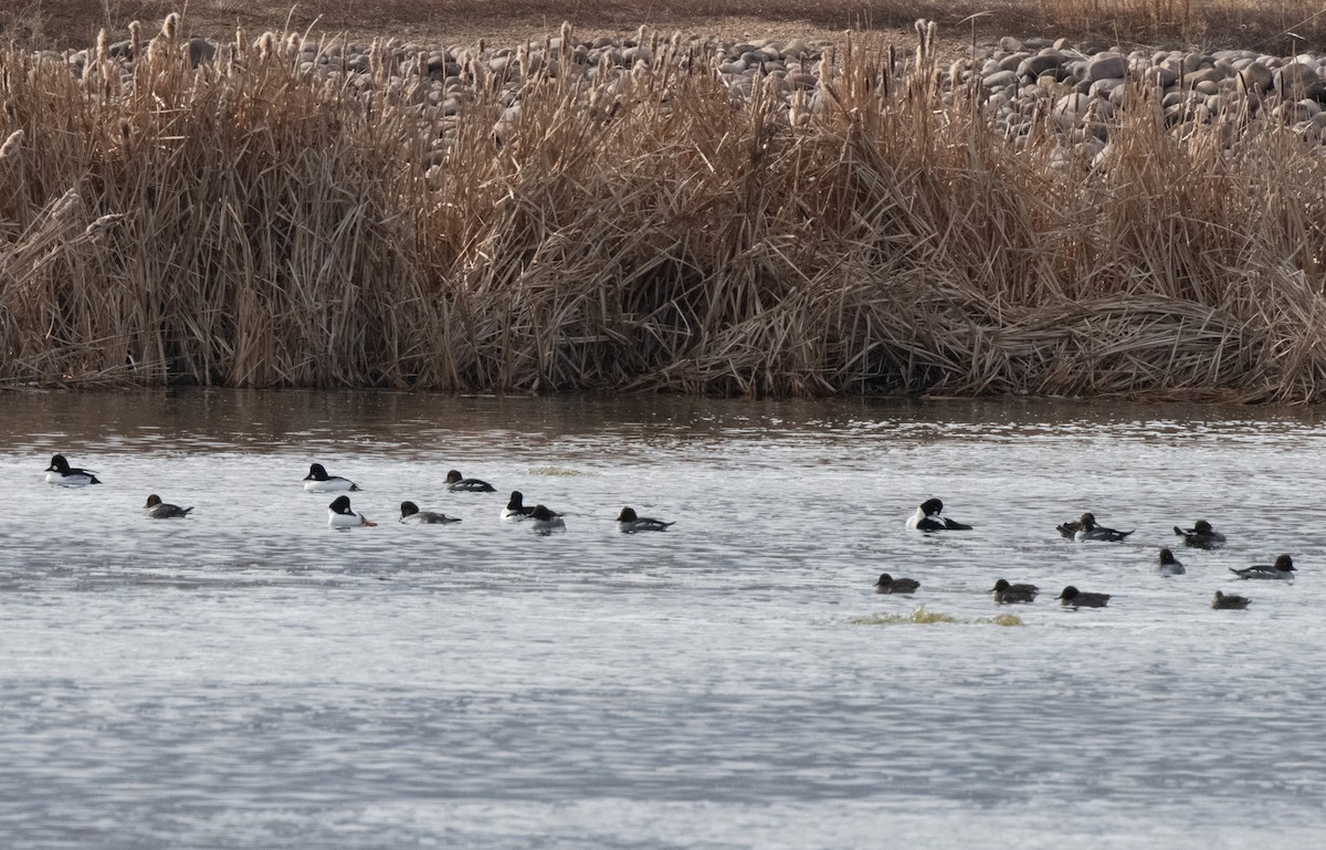 Common Goldeneye - Esther Sumner