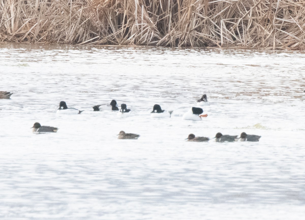 Green-winged Teal (American) - Esther Sumner