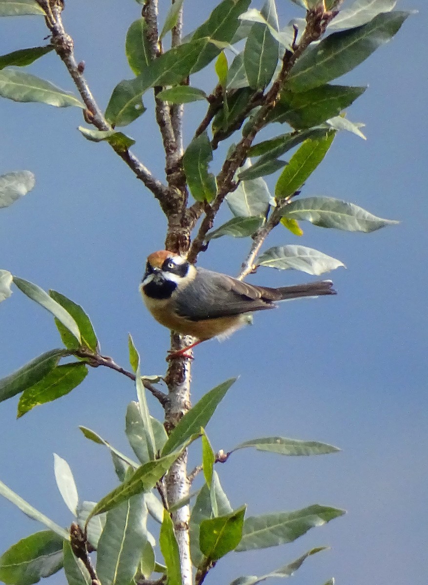 Black-throated Tit - ML613114577