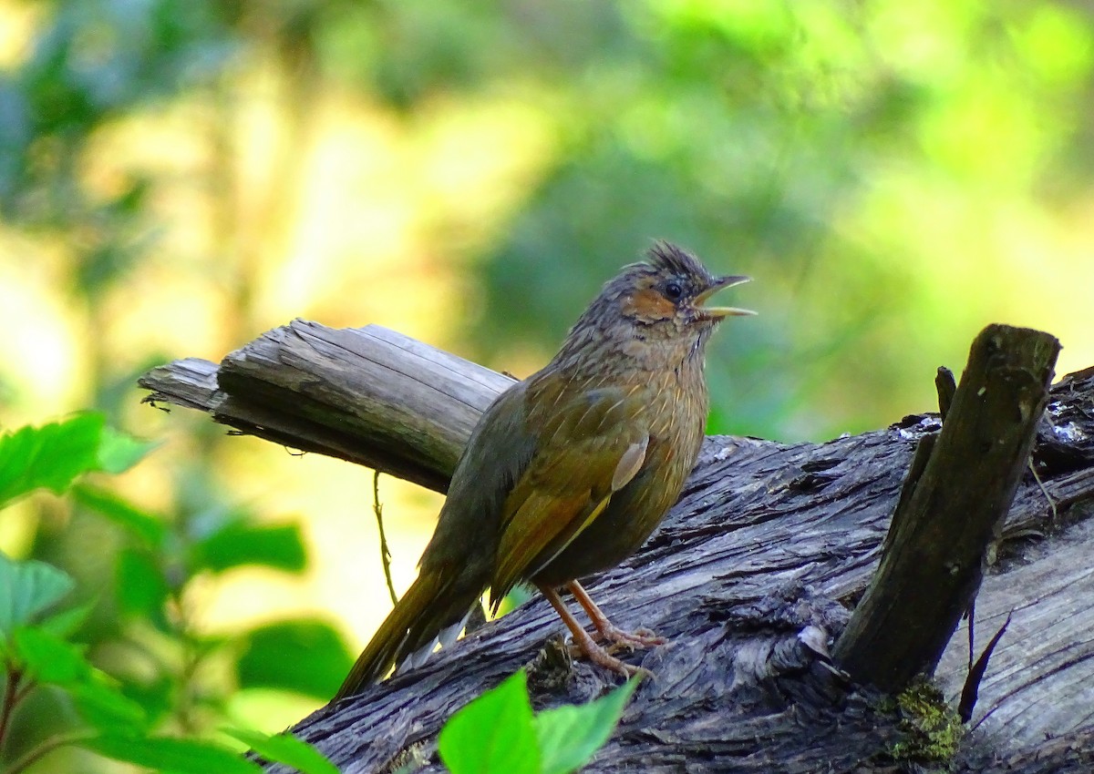 Streaked Laughingthrush - ML613114582