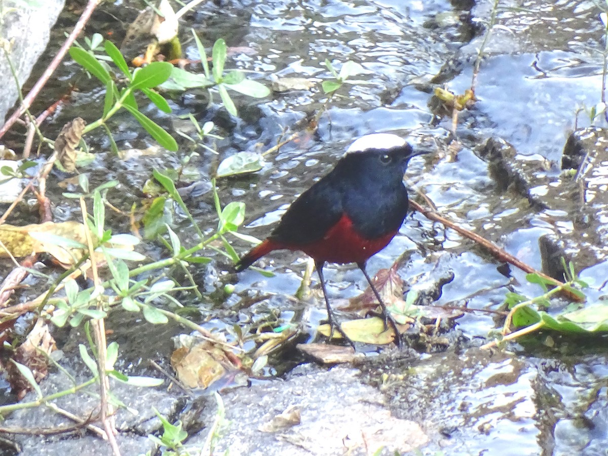 White-capped Redstart - ML613114589