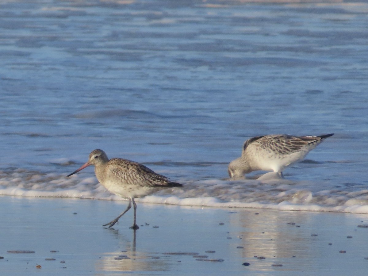 Bar-tailed Godwit - ML613114607