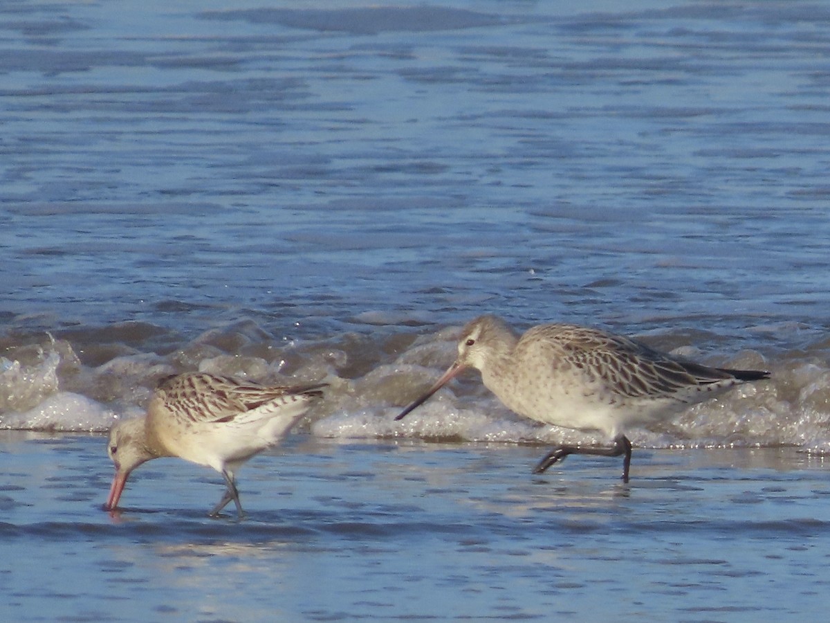 Bar-tailed Godwit - ML613114611