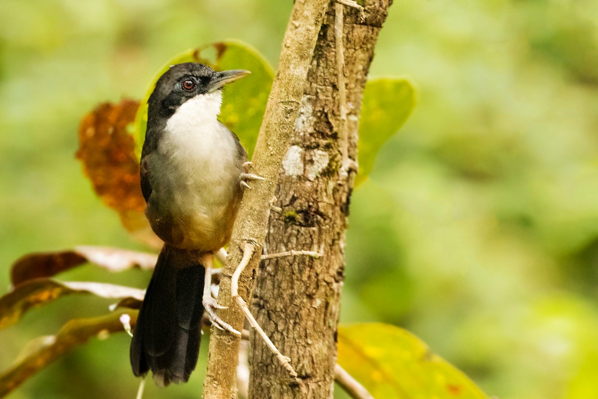 Wayanad Laughingthrush - ML613114715