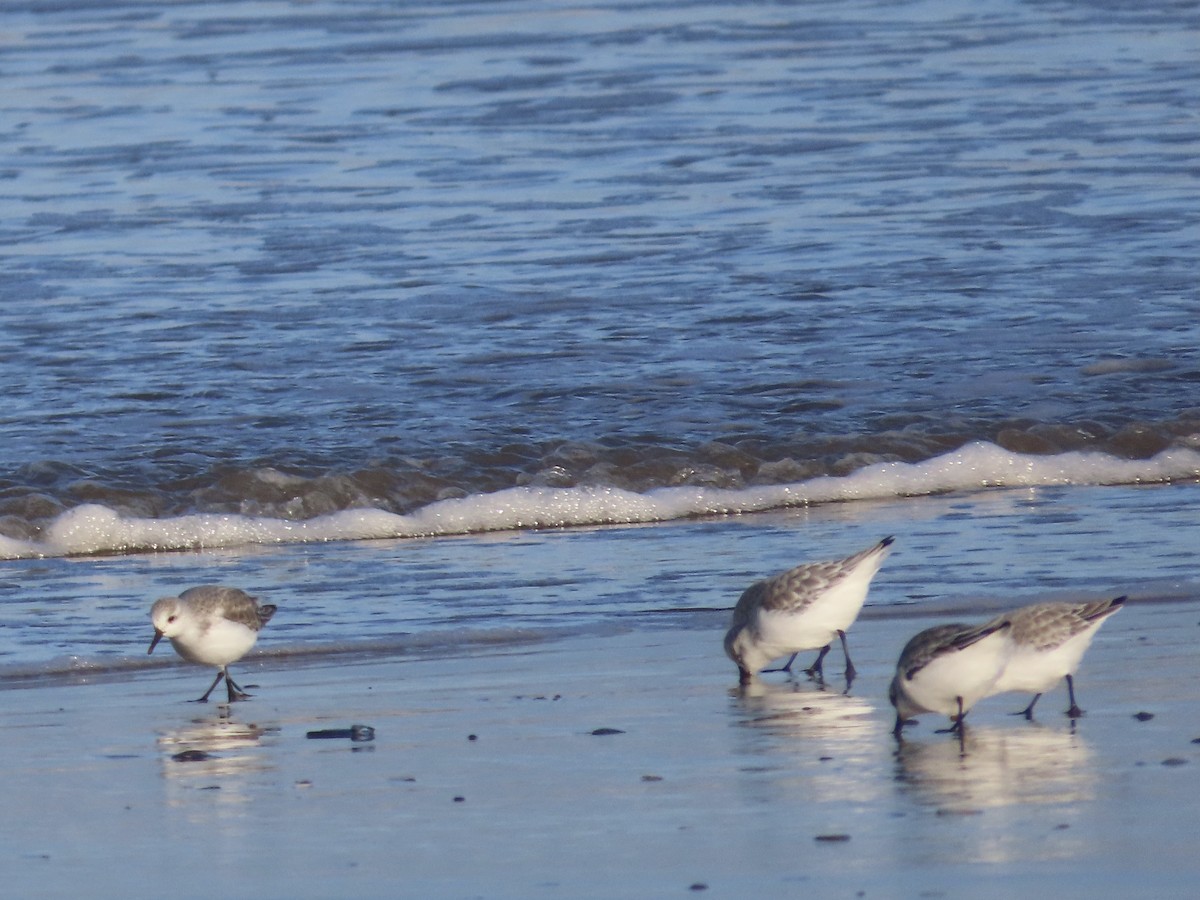 Bécasseau sanderling - ML613114741