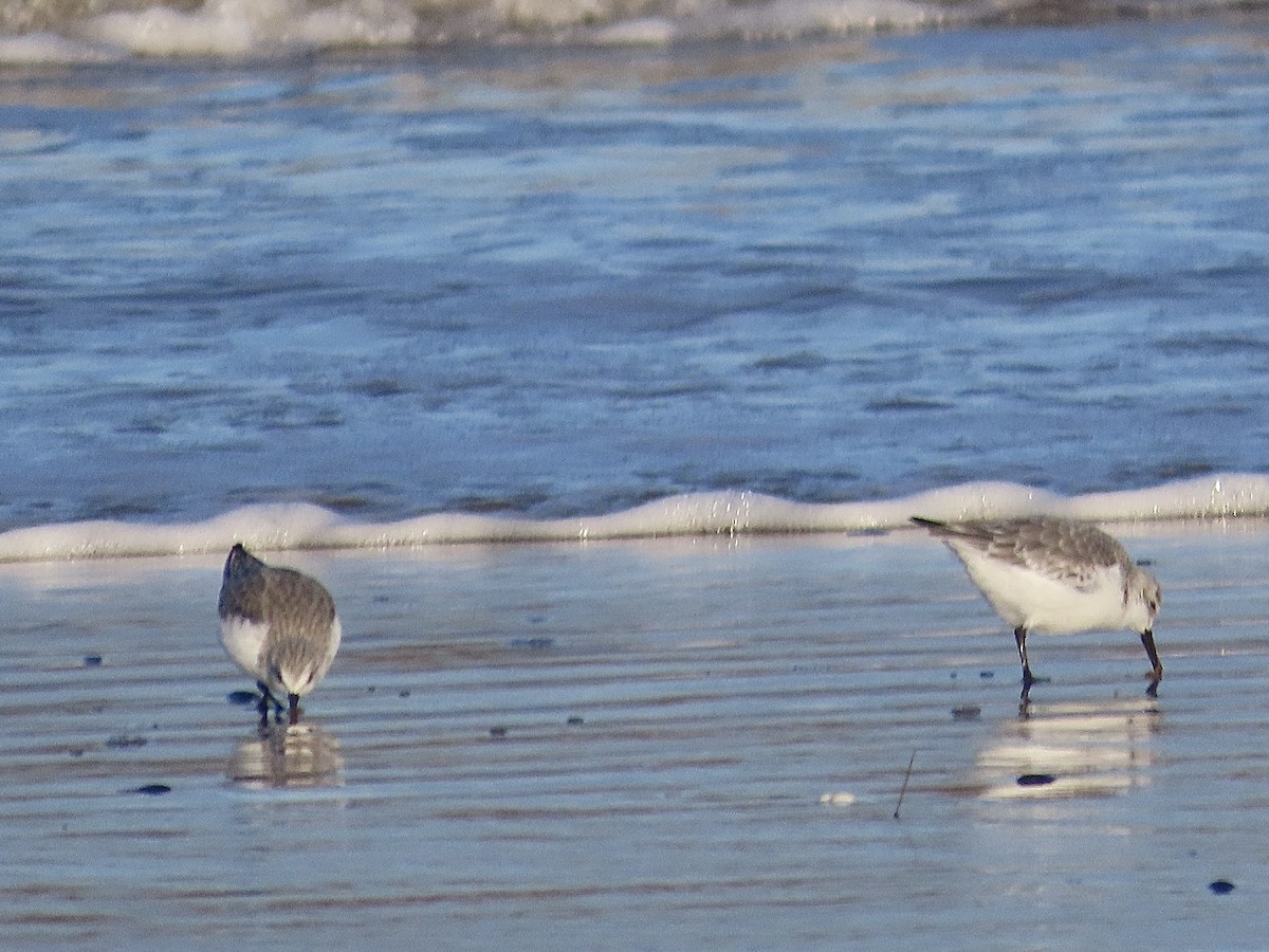 Sanderling - christopher stuart elmer