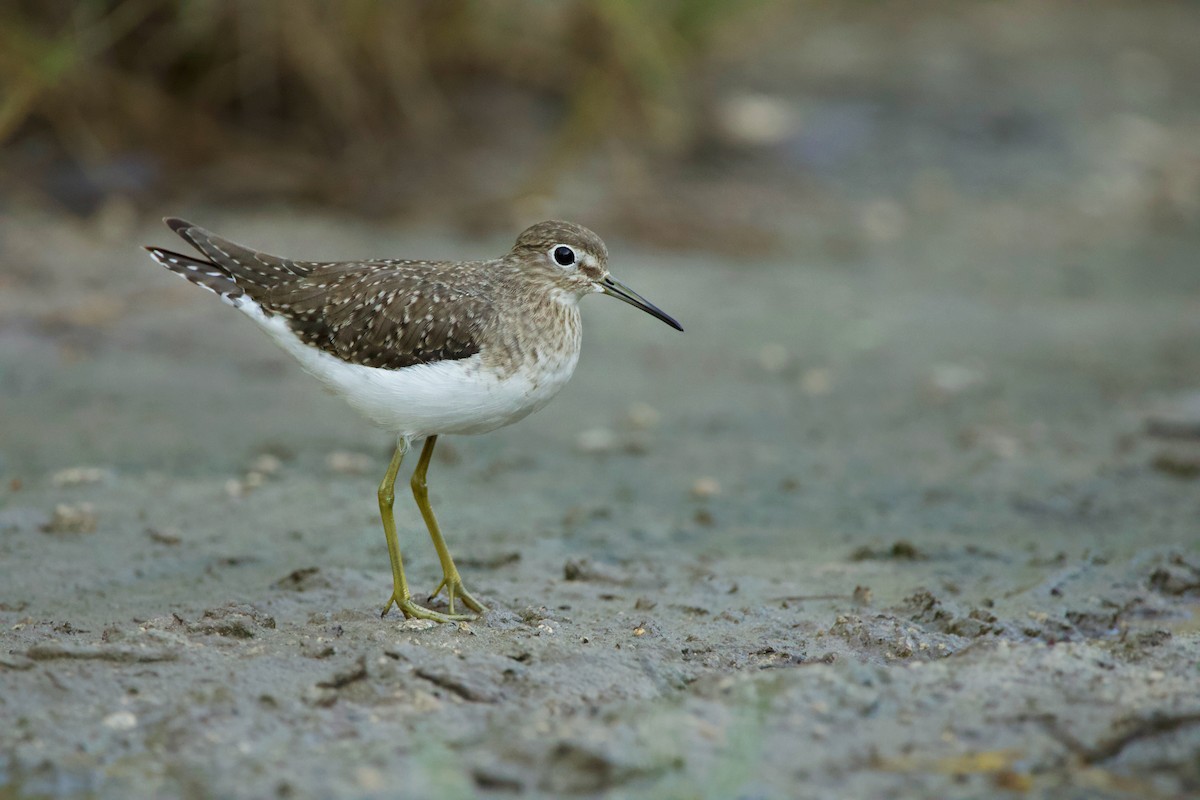 Solitary Sandpiper - ML613114748