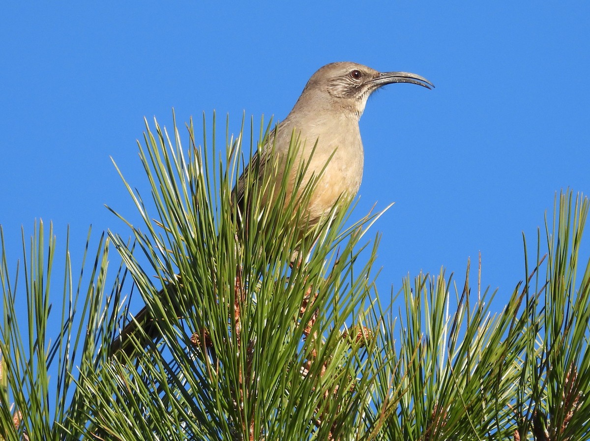 California Thrasher - ML613114778
