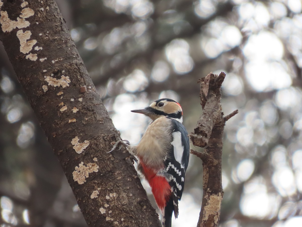 Great Spotted Woodpecker - ML613114790