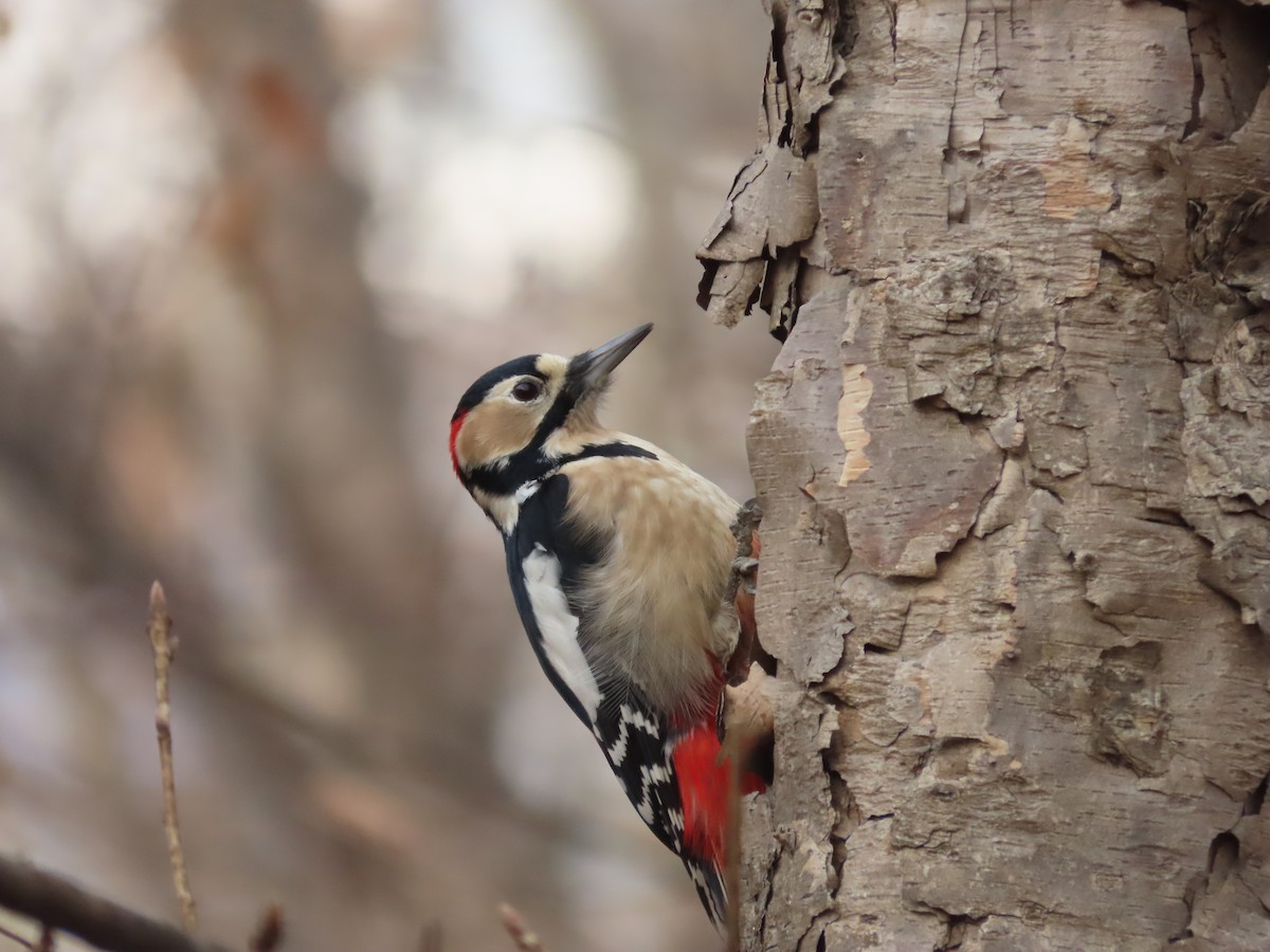 Great Spotted Woodpecker - ML613114791