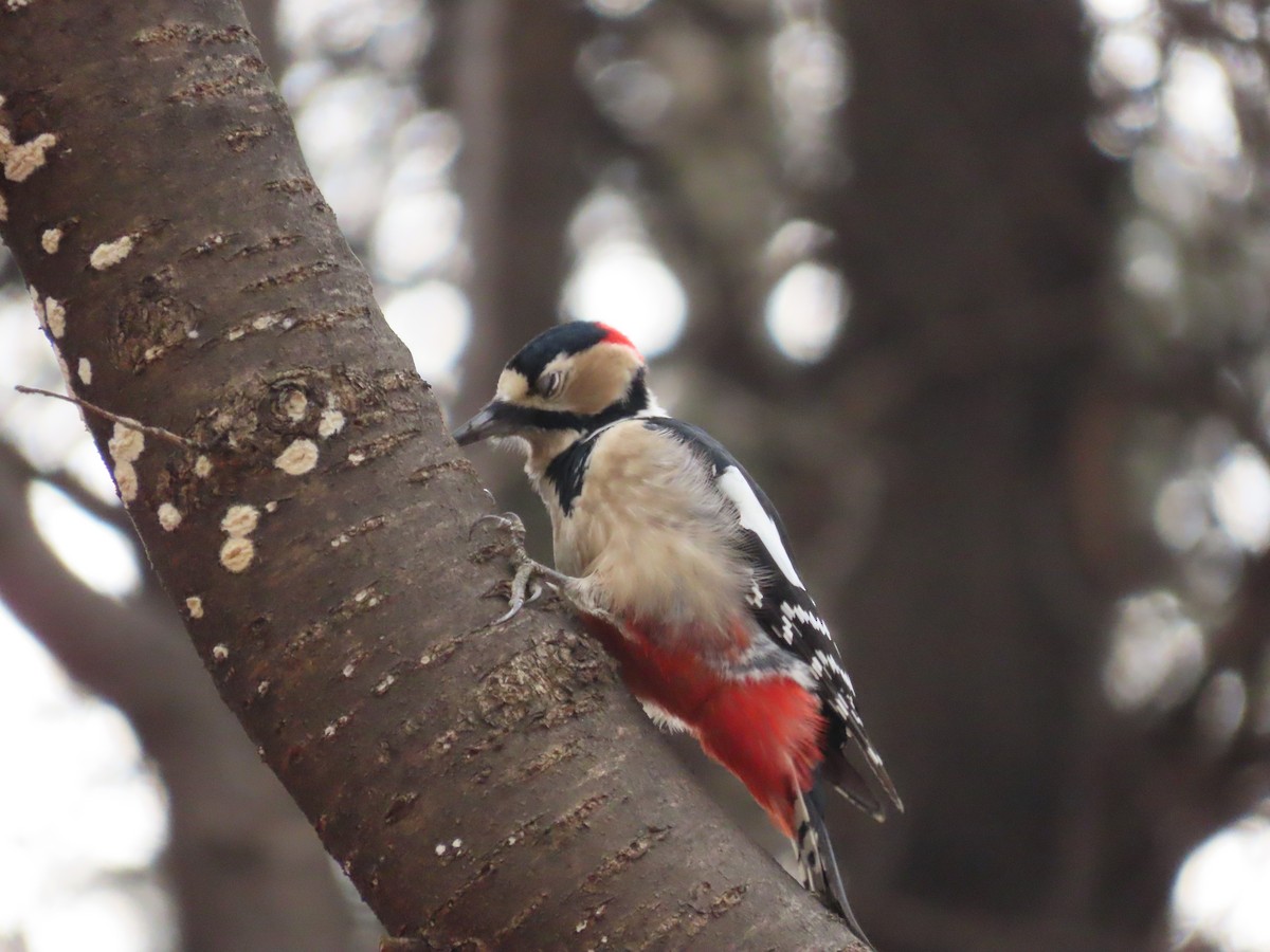 Great Spotted Woodpecker - ML613114792