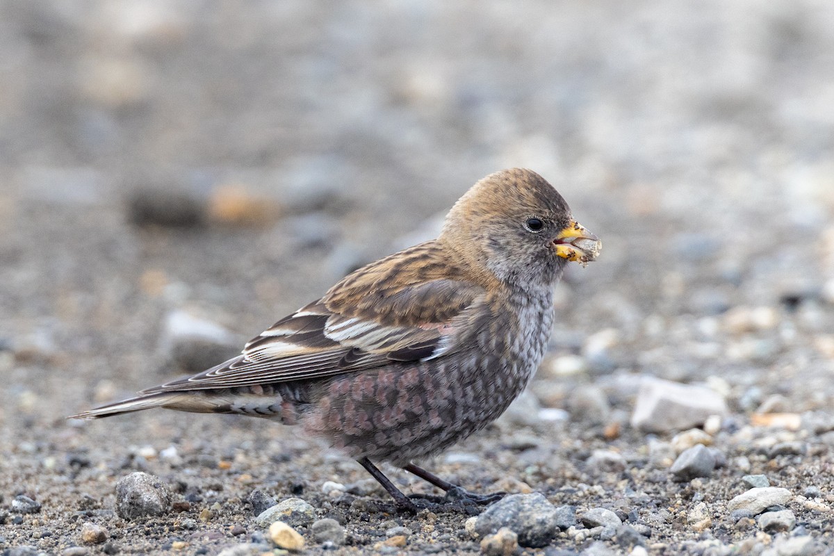 Asian Rosy-Finch - ML613114891