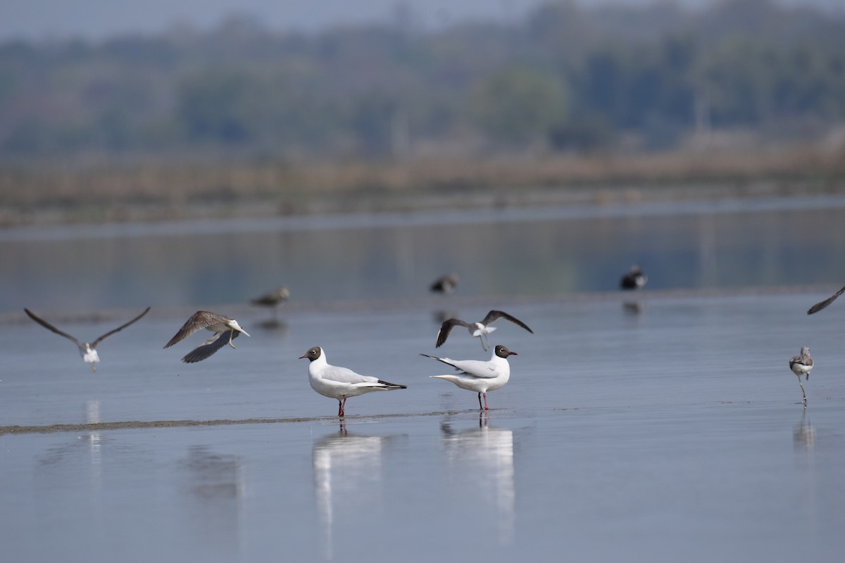 Black-headed Gull - ML613114918