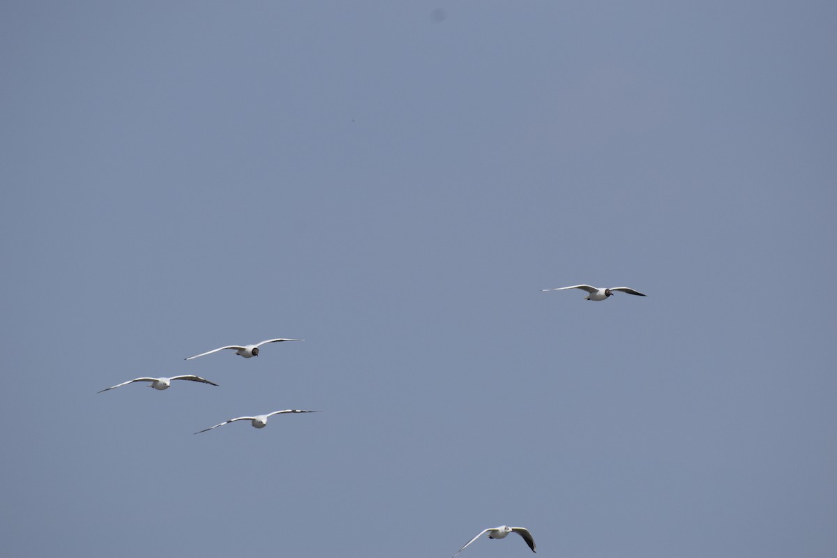 Black-headed Gull - ML613114919