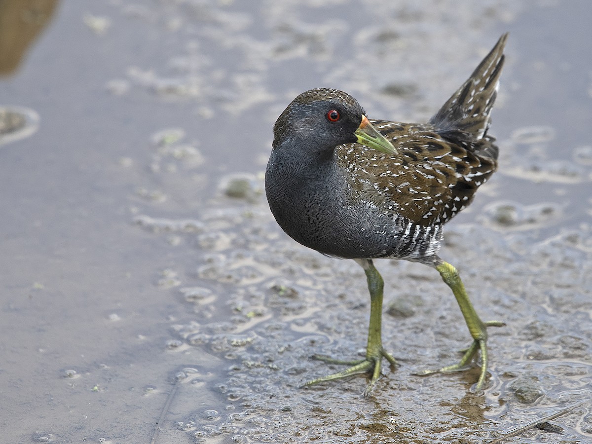 Australian Crake - Tim Bawden