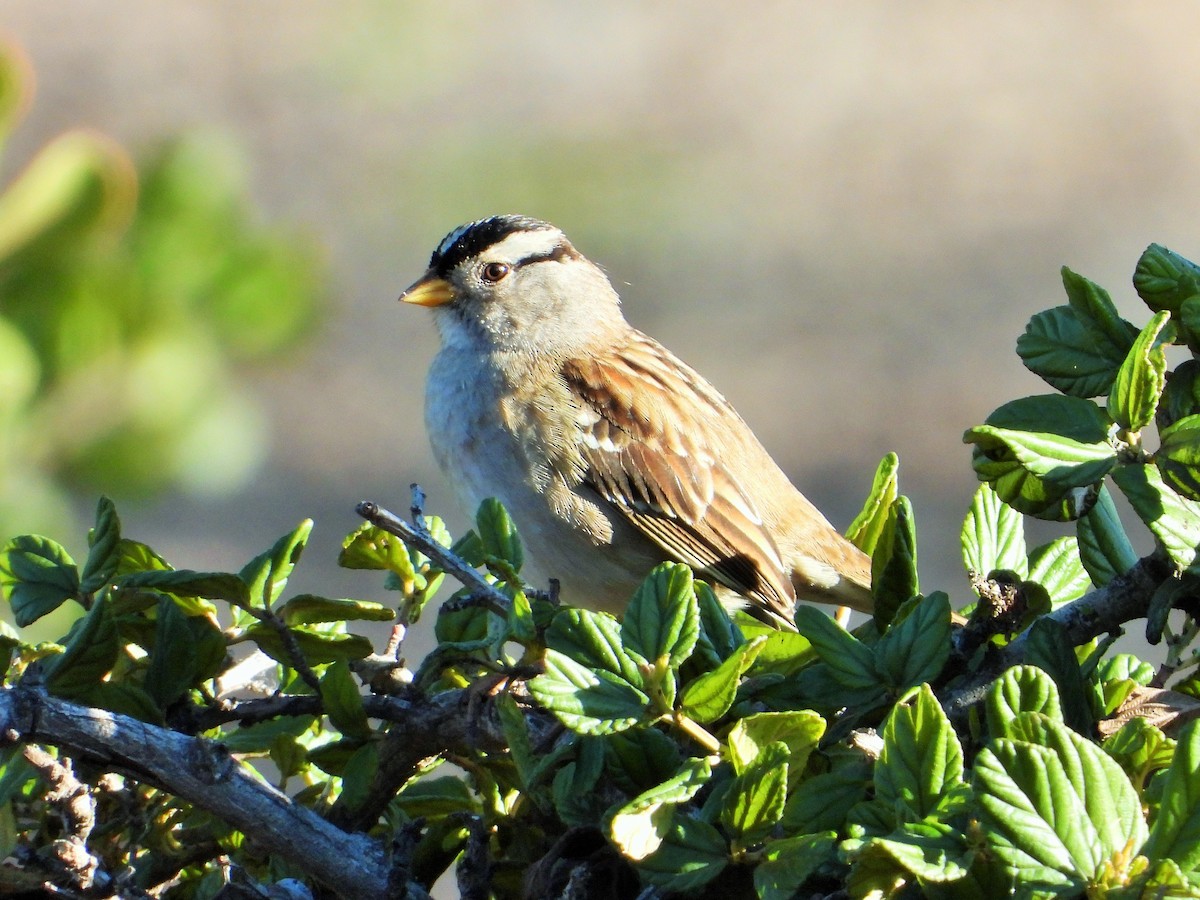 White-crowned Sparrow - ML613115085