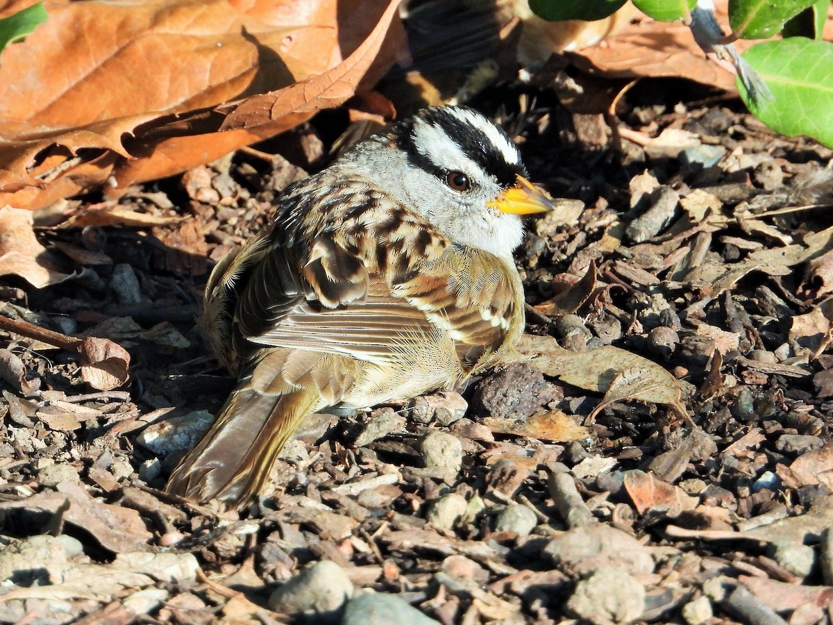 White-crowned Sparrow - ML613115105