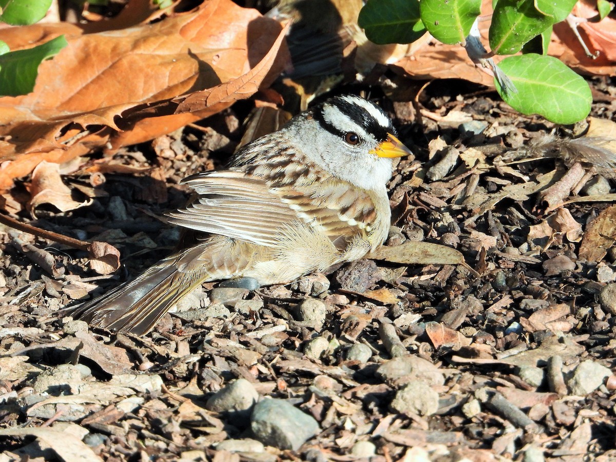 White-crowned Sparrow - ML613115119