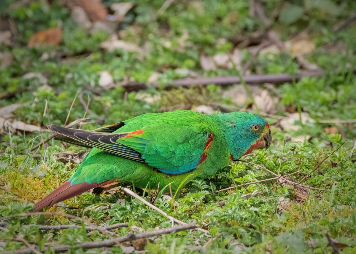 Swift Parrot - ML613115126