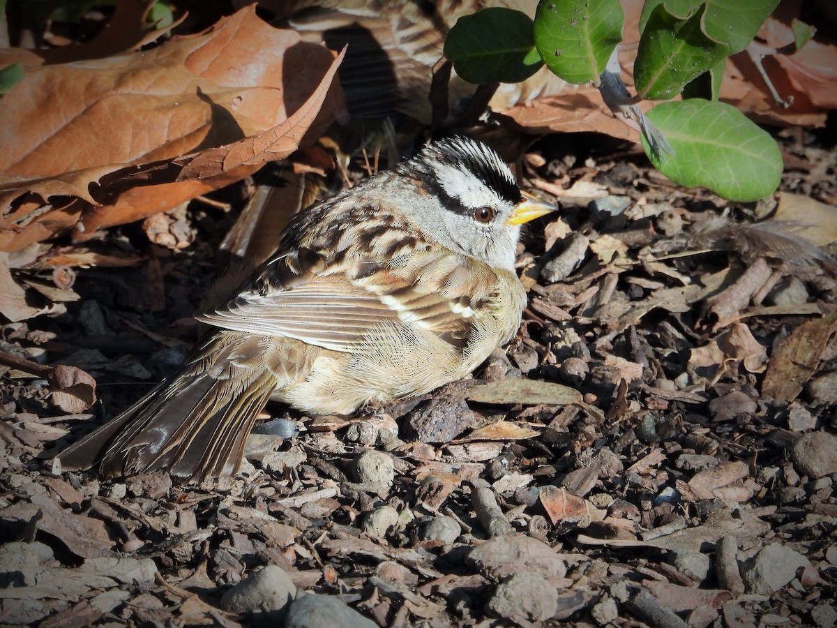 White-crowned Sparrow - ML613115137