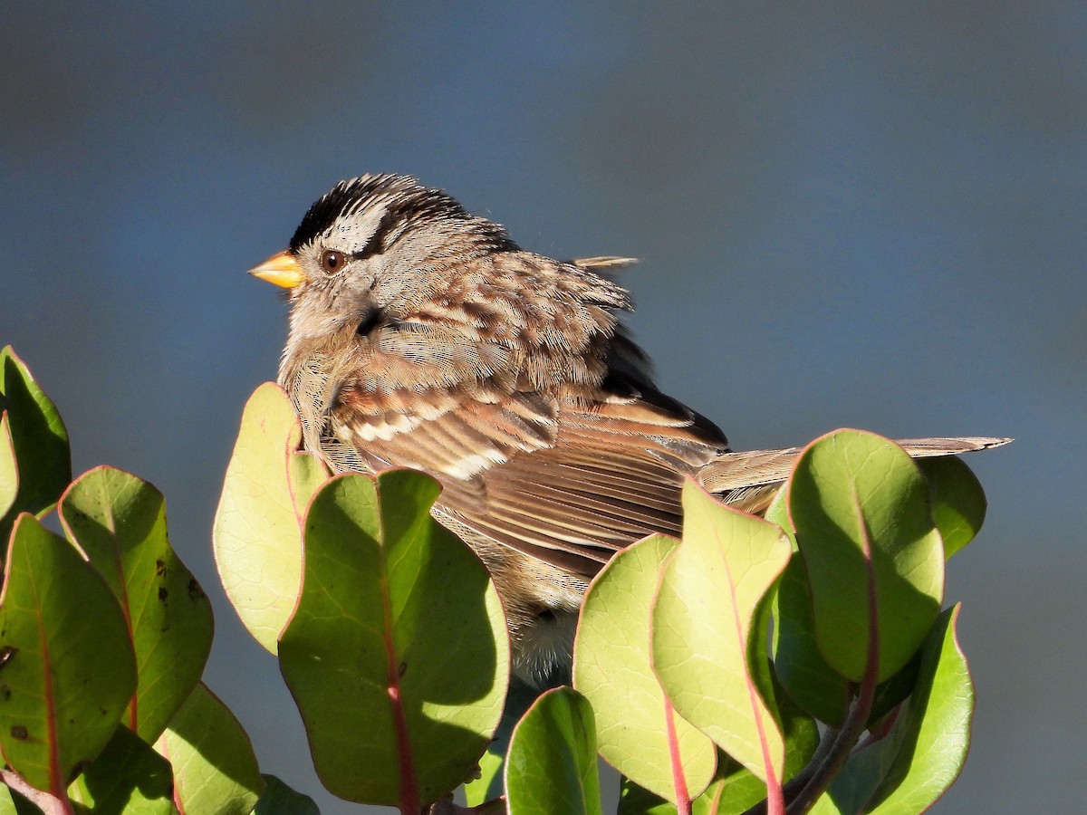 White-crowned Sparrow - ML613115166