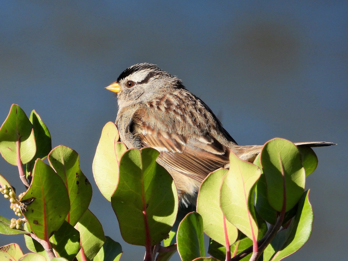 White-crowned Sparrow - ML613115178