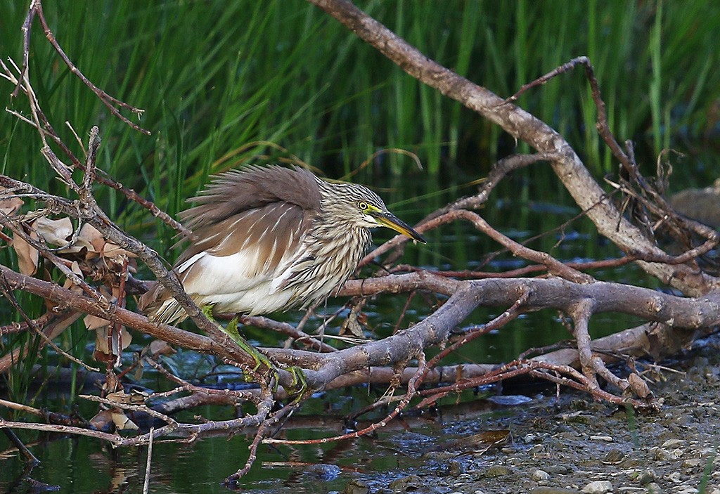 Chinese Pond-Heron - ML613115275