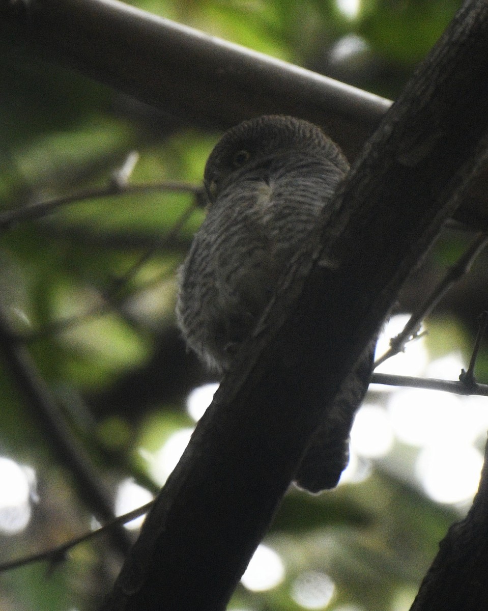 Jungle Owlet - prem sai