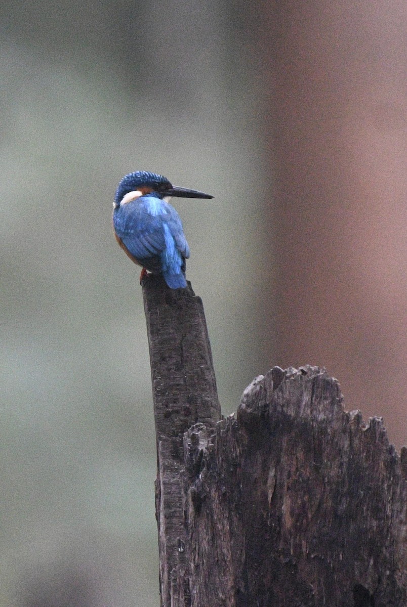 Common Kingfisher - ML613115290