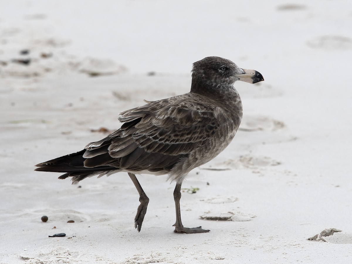 Pacific Gull - Tim Bawden