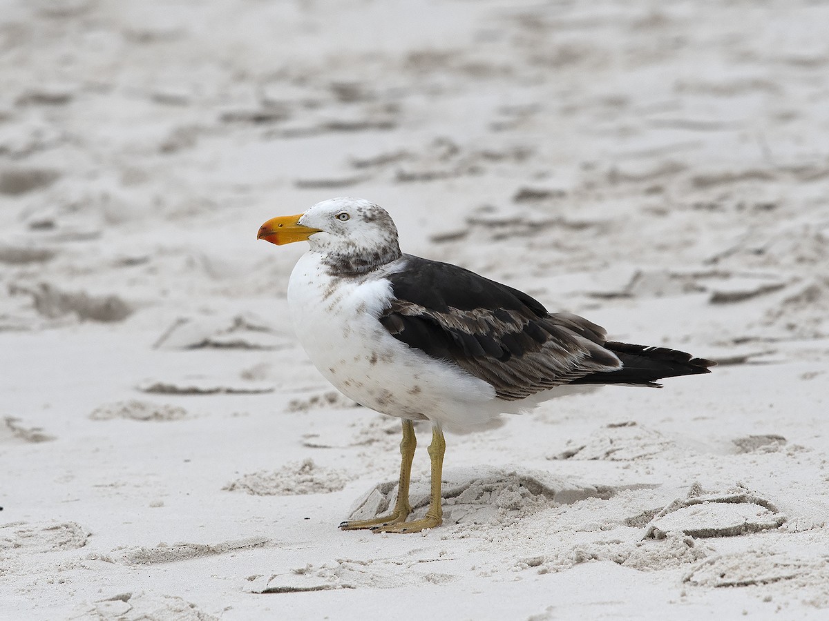 Pacific Gull - Tim Bawden