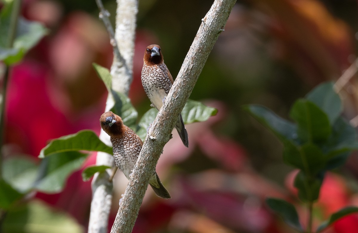 Scaly-breasted Munia (Scaled) - Andy Boyce