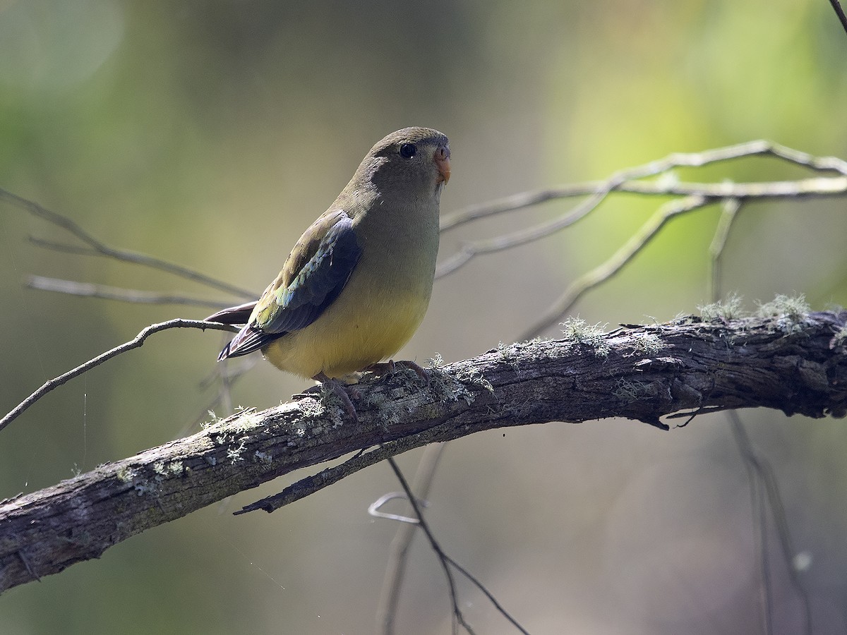 Blue-winged Parrot - ML613115418