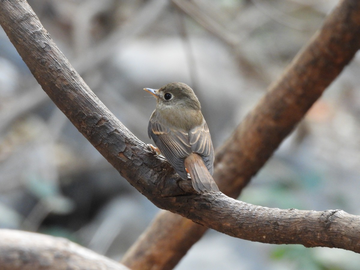 Brown-breasted Flycatcher - ML613115467