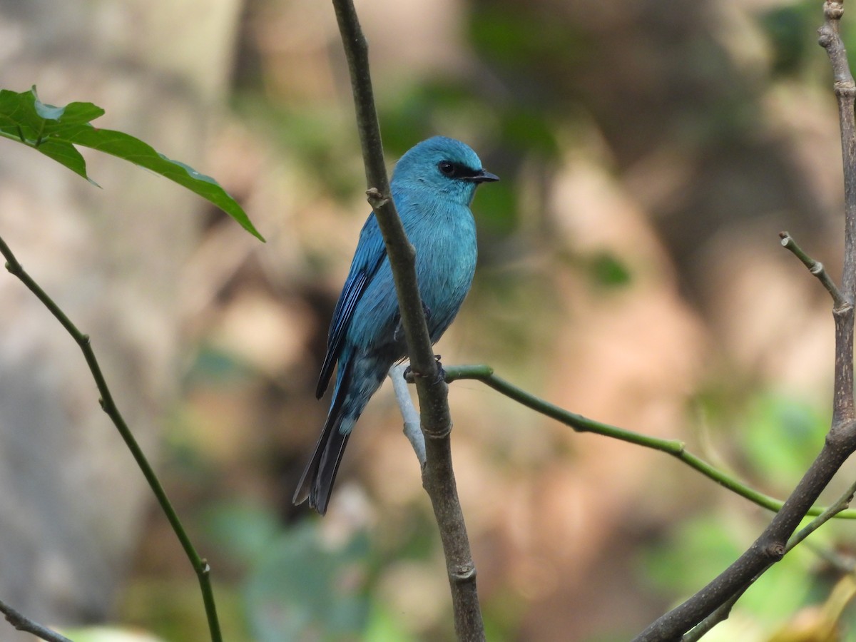Verditer Flycatcher - ML613115481