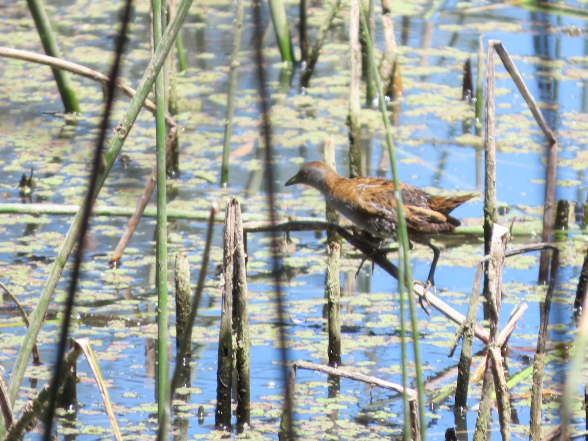 Baillon's Crake - ML613115488