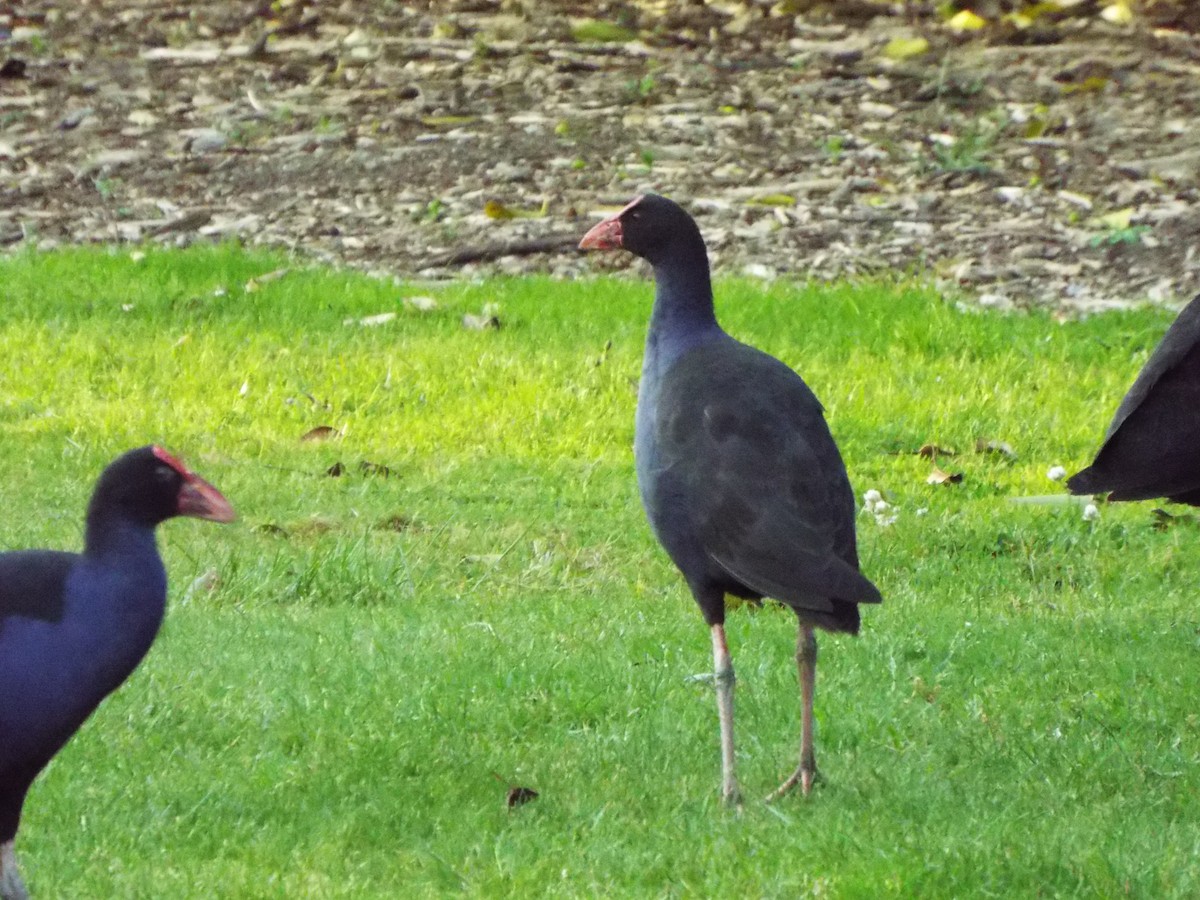 Australasian Swamphen - Chen Faibis